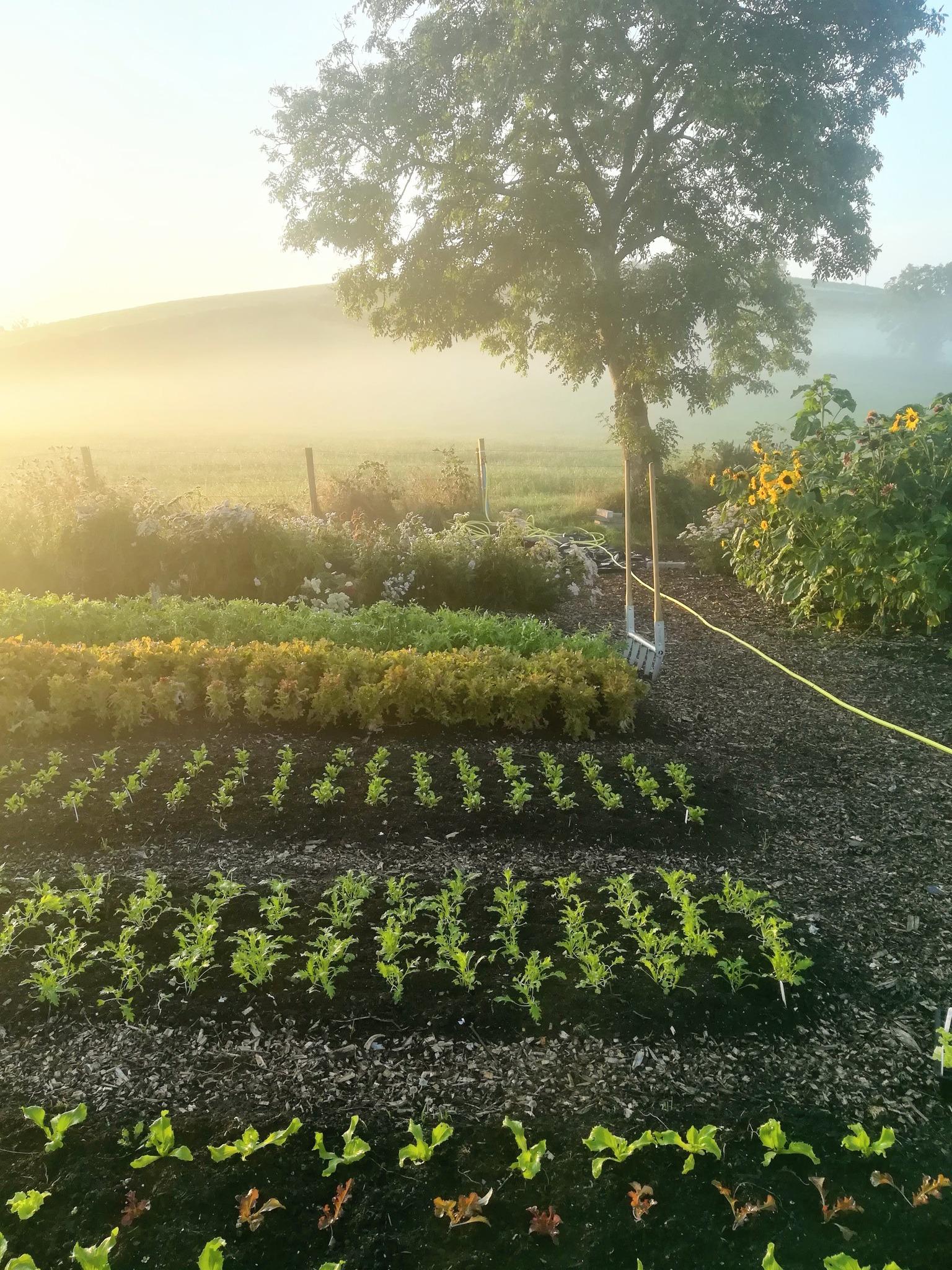 Four Leaf Farm - The Peoples Hub