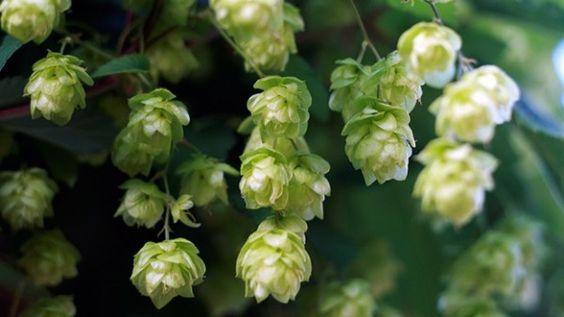the hops plant