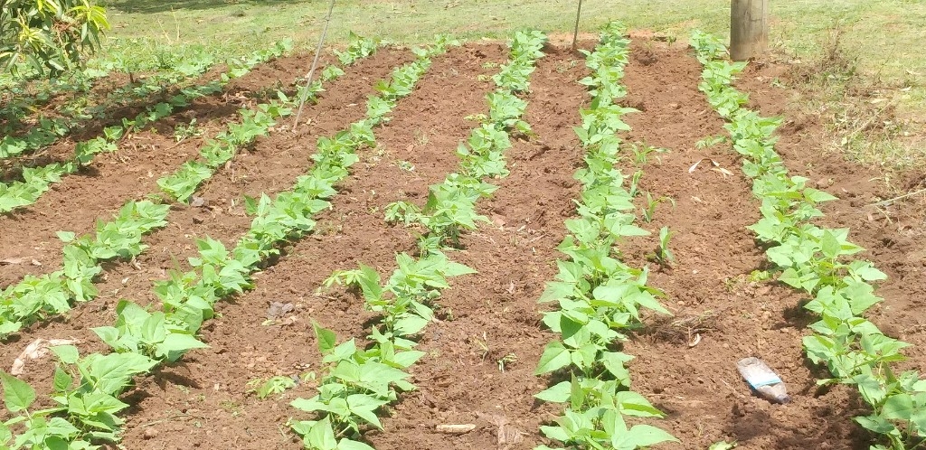 Our Social Uganda, Land Allocation, Mityana seed beds