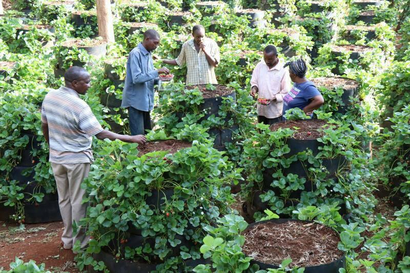 SOFAfrica workshops, agriculture, Kenya, Simon Murungi