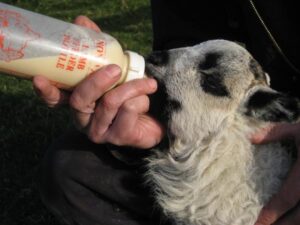 South Yeo Farm West bottle feeding a lamb photo, smallholder farming training sessions, image on the peoples hub