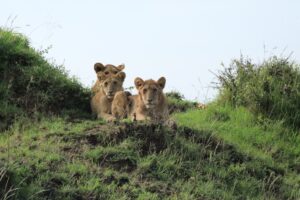 Over and Above Africa lion cubs