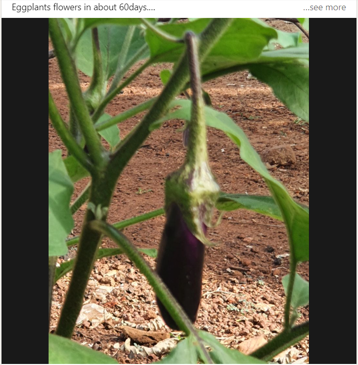 Eggplant image, Photo: Fahad, Muwanika, Our Social Uganda [Purple Eggplant] 2024