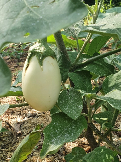 Egg Plant - We help to get pesticides hence proper growth of plants. Photo: Fahad, Muwanika, Our Social Uganda [White Eggplant] 
May 2024