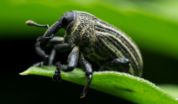 It's hard to believe that such a small creature could have such a devastating impact, ruining the livelihoods of countless southern farmers and causing millions of dollars in damage.