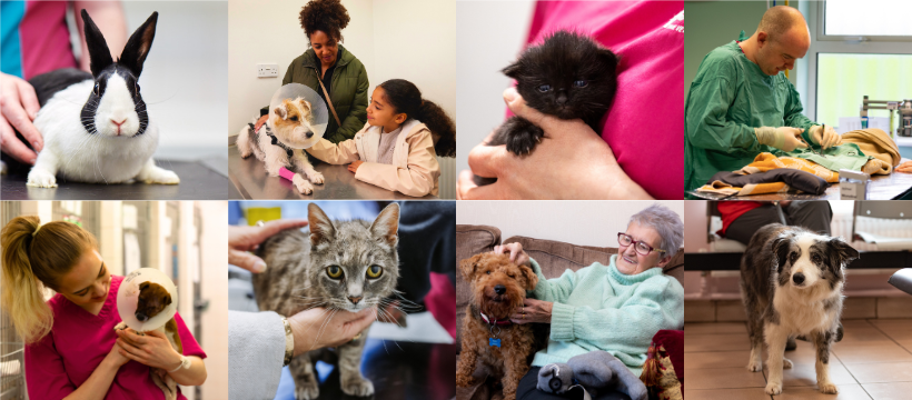 PDSA banner